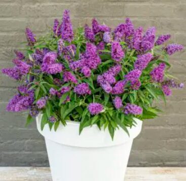Budleja 'Butterfly Candu Little Lila'